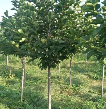 6---10公分大叶女贞