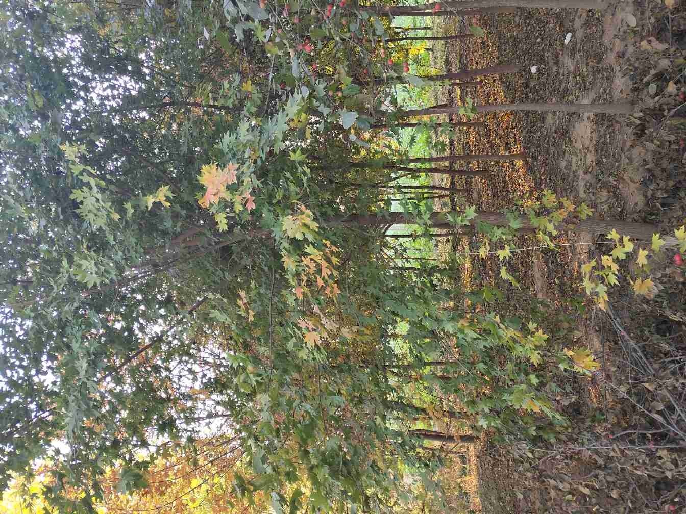 冬季落叶后的彩叶豆梨树,展示其清晰的主干结构和向上伸展的枝条形态,树皮呈灰褐色并带有细裂纹,背景为淡灰色天空,突出其冬季景观价值和建筑般的线条美感 彩叶豆梨冬季树形结构展示