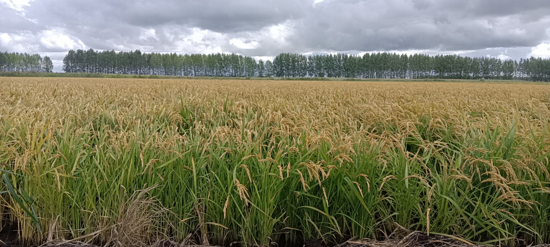 稻田长粒香大米的稻谷在阳光下金黄饱满
