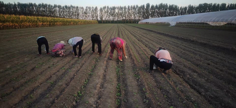 展示农民在田间进行萝卜施肥和灌溉管理的场景 萝卜种植管理图