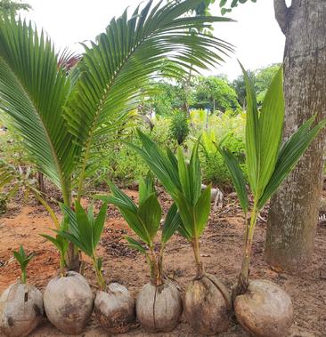 [椰子树苗批发]海南椰子苗本地椰子树价格1500元/棵 