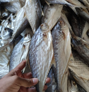 北部湾鱼源头晒场马鲛鱼干大王长鱼干整条晒肉厚少无细刺