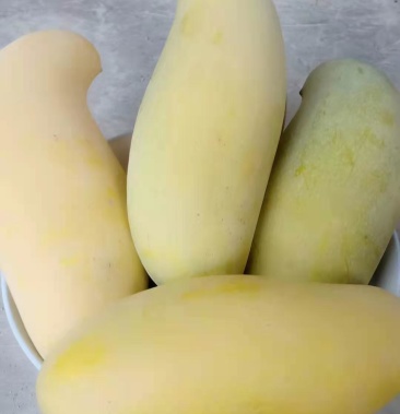 云南景东晚熟金象牙芒果