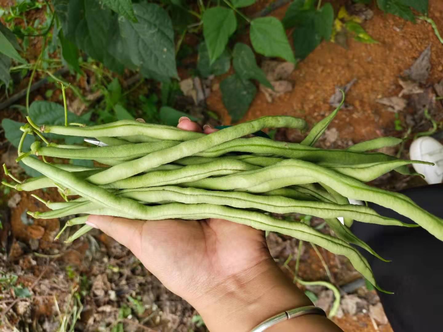 豆巴无筋豆植株与豆荚特写,绿色豆荚饱满,无明显筋络 豆巴无筋豆植株与豆荚特写