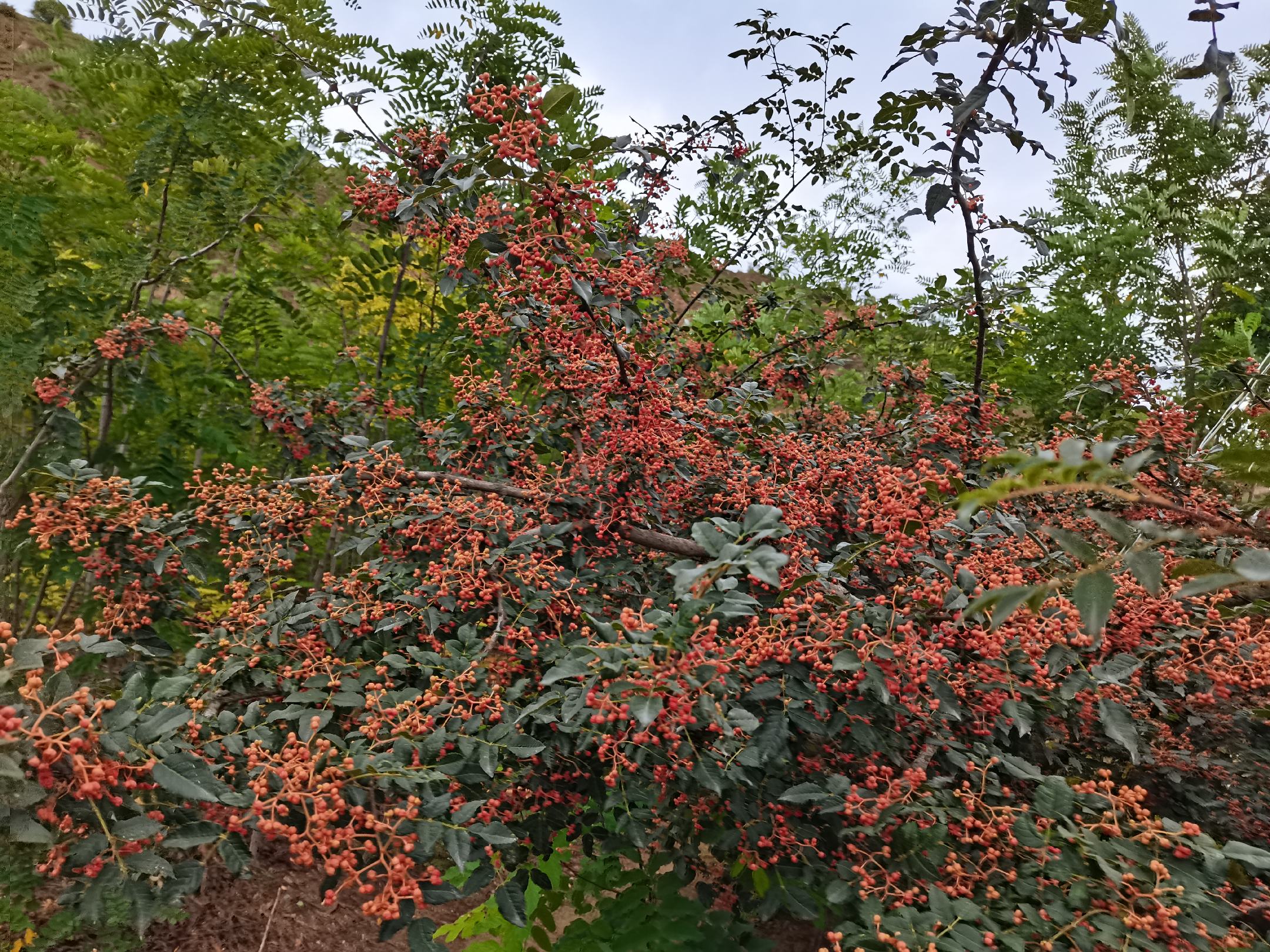 成熟期的花椒树挂满红果 花椒树挂果图