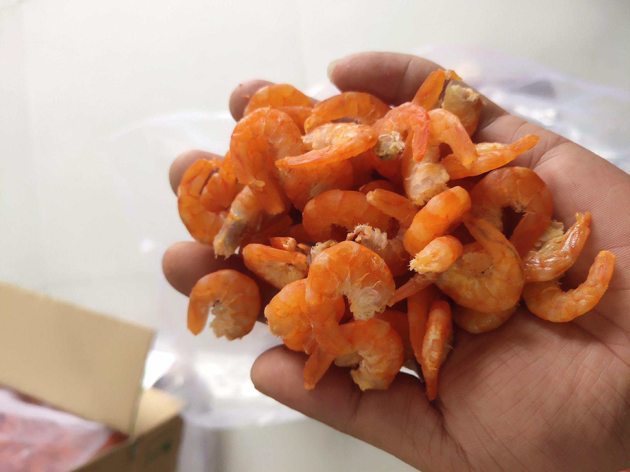 一只健康的南美白对虾,体色透明略带青灰,触须完整,尾扇鲜红,身体修长饱满,显示良好健康状态,背景为清澈水体,用于展示优质成虾外观特征 南美白对虾成虾特写