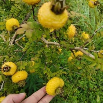 贵州特产金刺梨