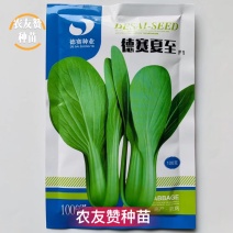 农户专用高产抗病青梗菜种子叶色亮绿夏季不易拔