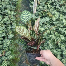 孔雀竹芋长期有货，基地量大价优，欢迎来电咨询，在线聊