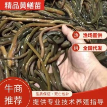 热卖黄鳝苗优质正大九号黄鳝苗提供养殖技术包运输下塘