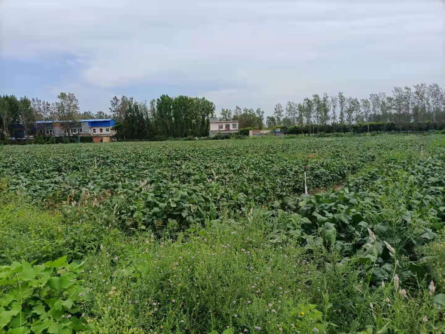 一张标准化农田平面图,中心区域为毛豆种植区,四周标有红色禁止符号的作物图标:玉米、花生、黄瓜、番茄。外围绿色箭头指示推荐轮作方向,下方配有间距标注(≥1.2米)。图中包含图例说明与风向标识 毛豆安全种植布局示意图