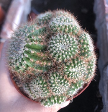 南国玉多头群生仙人球