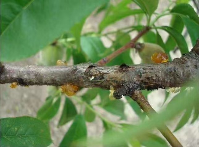 桃园病虫害识别图