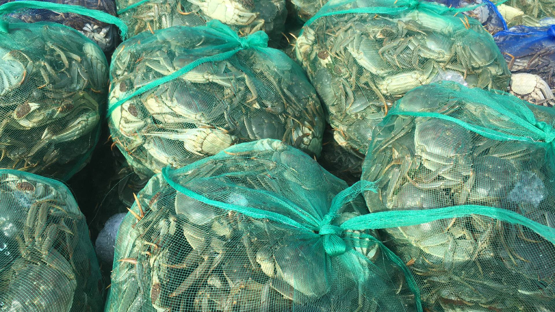 展示不同大小的远海梭子蟹并标注其大致重量和数量估算 不同规格远海梭子蟹对比图