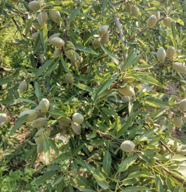 薄皮巴旦木种子果苗美国大杏仁树苗扁桃仁坚果树苗坚果树苗庭