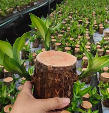 [巴西木批发]巴西木基地直销室内绿植精品盆栽价格155.