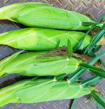 [甜玉米批发]甜玉太阳花米大量上市,有需要的采购商可以咨询价格共赢