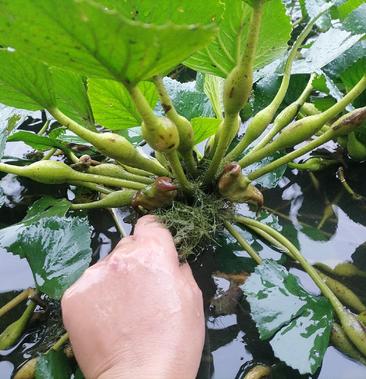 老菱角种子苗池塘水生植物菱角苗种植青菱角种子四季蔬菜红菱