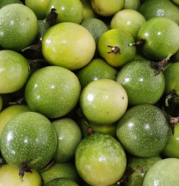 云南桂林高山黄金果口感香甜果色鲜艳靓丽果肉饱满