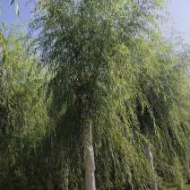 西湖垂柳2-25公分。自家苗圃一手货源，品质高价格低