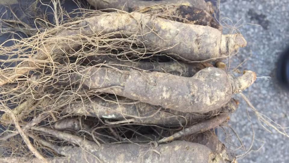 一株完整的鲜人参,根部粗壮,表皮呈乳白色略带淡黄,带有细密的须根,整体湿润饱满,背景为自然土壤与绿叶,展现其原生态采挖状态 鲜人参特写