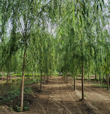 速生垂柳6-10公分,精品垂柳,自家苗圃,品质好价格低