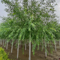 旱快柳3-20公分，精品旱柳，自家苗圃一手货源大量出售