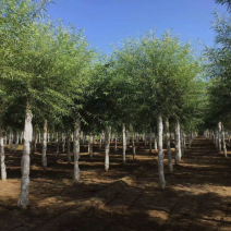 旱快柳11-20公分，大量出售精品旱柳，自家苗圃一手货源