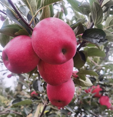 红冠苹果独家专利品种7月10日成熟冰糖心超强抗氧化