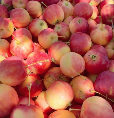 [嘎啦苹果批发]特级红太平价格0.80元/斤 - 一亩田
