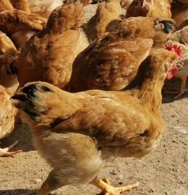 [阉鸡批发]河田小阉鸡价格9.50元/斤 - 一亩田