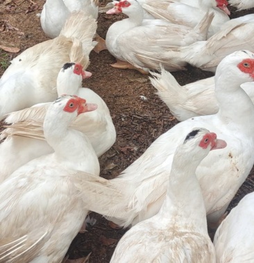 [番鸭批发]老水鸭公,番鸭公鸭,中公价格9.80元/斤 - 一亩田