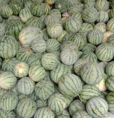 [夏宝西瓜批发]夏宝西瓜价格0.20元/斤 - 一亩田