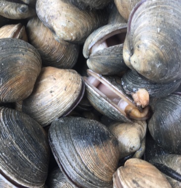 紫石房蛤鲜活全国代发鲜活发货也叫天鹅蛋鲜活紫石房蛤蜊