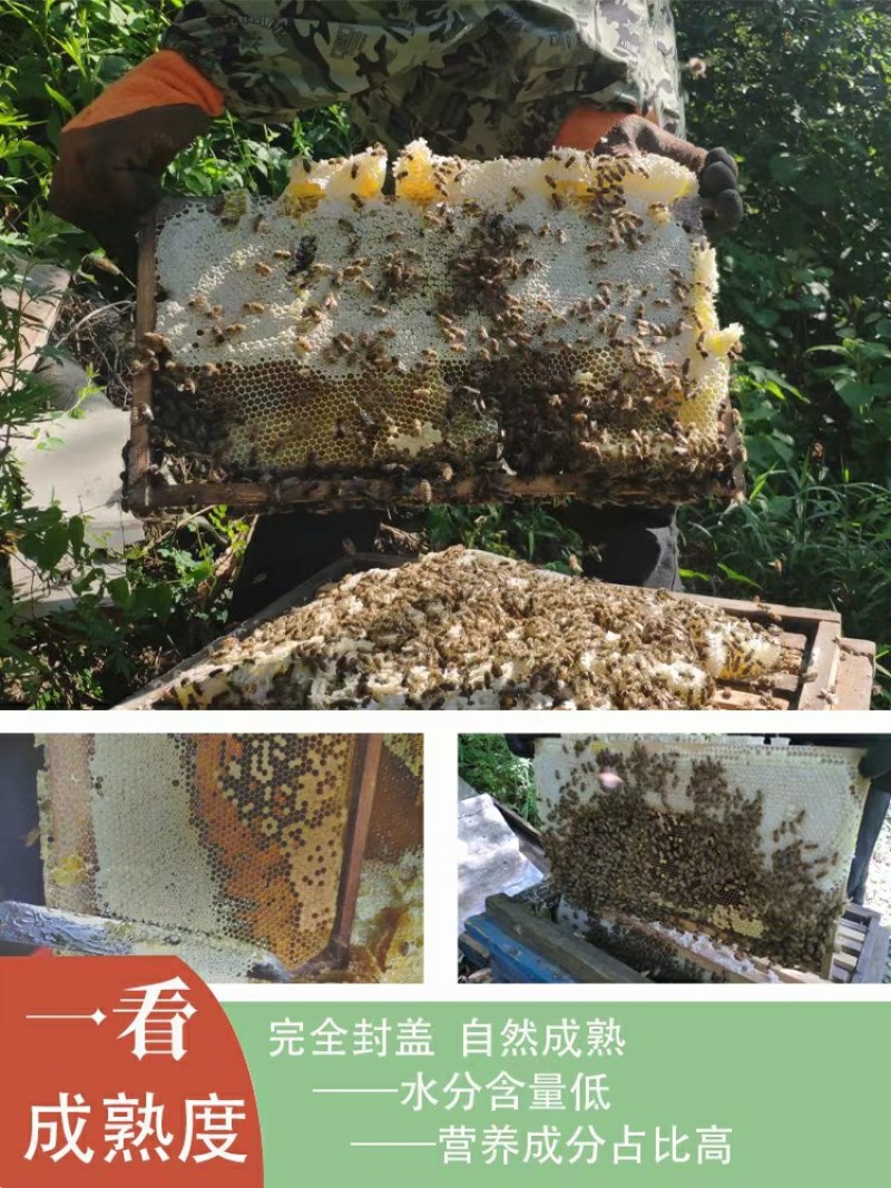 陕西秦岭土蜂蜜特点(陕西秦岭土蜂蜜是真的吗?)