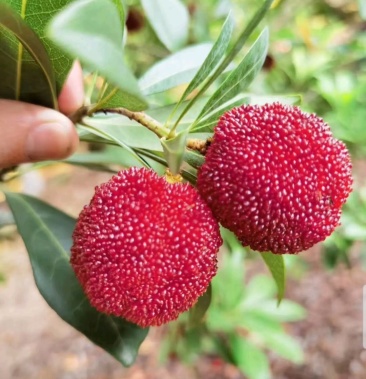 广东始兴顿岗杨梅个大汁多鲜红脆甜新鲜无污染无添加