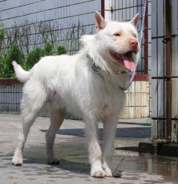 [下司犬批发]下司犬价格1000.00元/个 - 一亩田