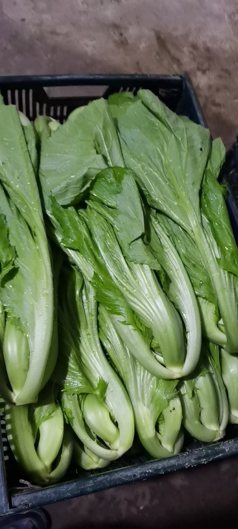 北京通州区芥菜 3.50元/斤盖菜