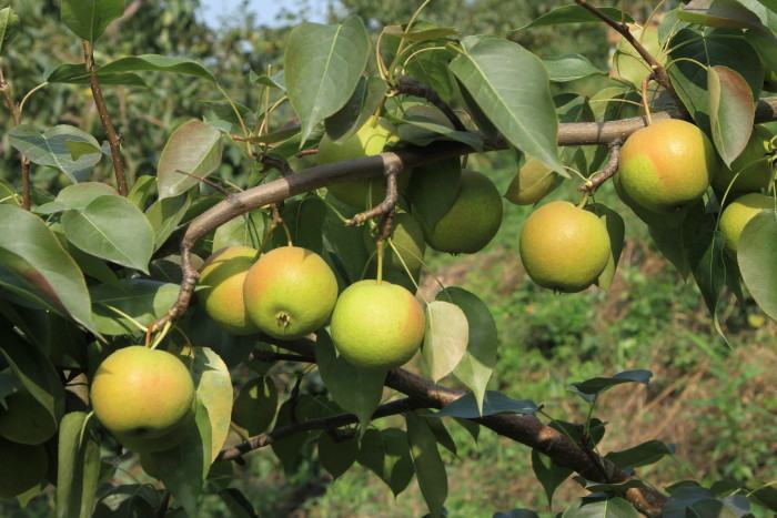 一棵南果梨树上挂满青黄色果实,阳光照射下果皮略带红晕,背景为辽宁丘陵果园环境,果实大小均匀,表面光滑无斑点 南果梨树上果实特写
