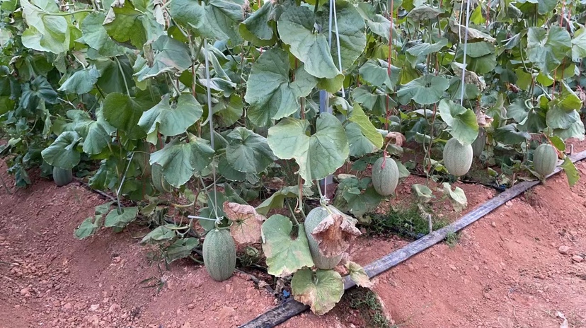 西州蜜瓜绿色种植地实景图