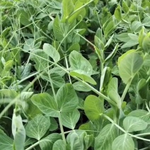 种植基地大面积种植新鲜豌豆苗大量上市