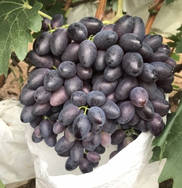 龙口无核紫甜a17葡萄果粉好甜度高串型大颗粒饱满