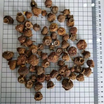 刺梨常年经营各种中药材欢迎选购！