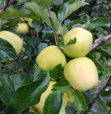 小金苹果个大色泽高海拔和特色的土质条件好孕育了此苹果