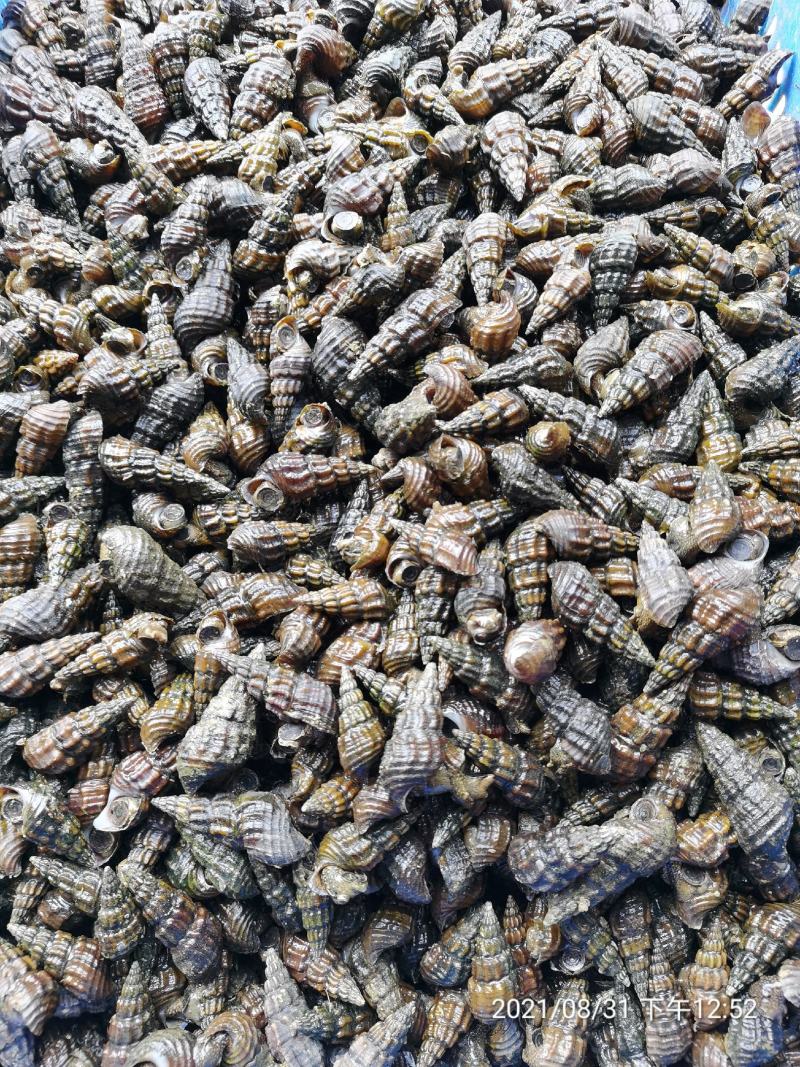 广西精品山坑螺,产地直发,保质保量,欢迎前来选购