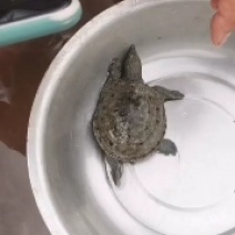 黑花甲鱼苗王八苗，冷水甲鱼苗乌鳖苗