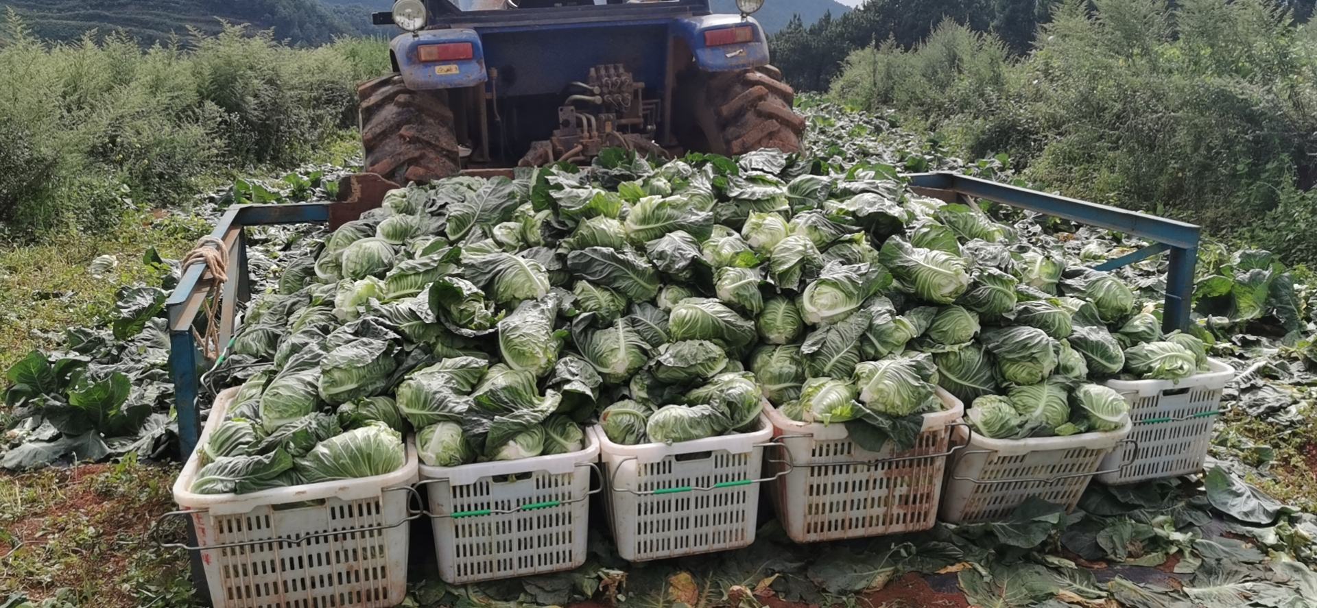 工人在田间手工采收成熟的牛心甘蓝,旁边摆放着塑料筐,筐内已装入去除外叶后的洁净叶球,背景为现代化分拣车间入口,地面整洁,标识清晰 牛心甘蓝采收与分拣场景