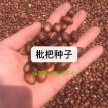 新采枇杷种子枇杷树种果树种子四季可播量大优惠