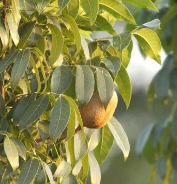 桃花心木种子桃花心木树种当年新采桃花心木优质新种子