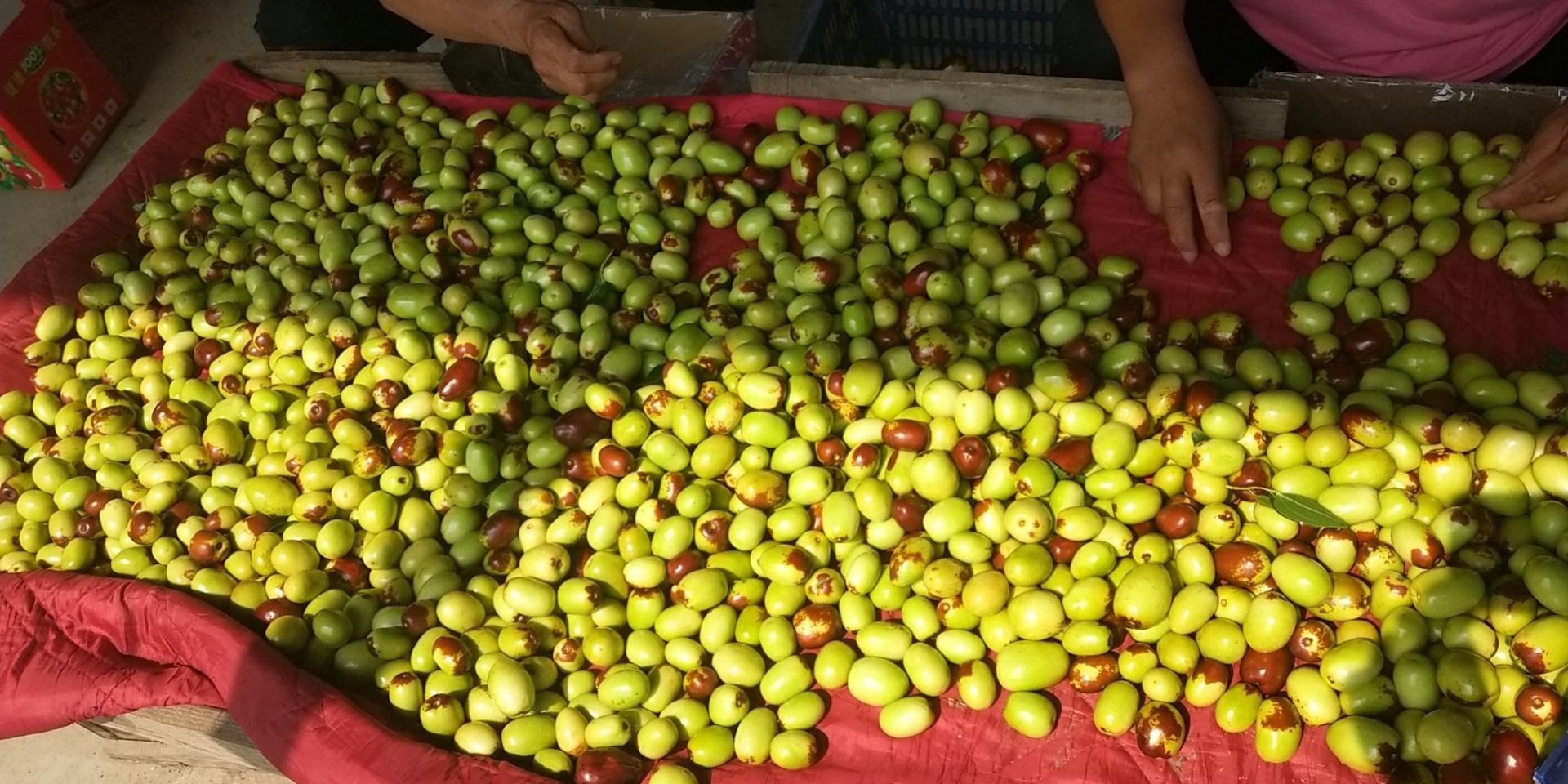 实景拍摄:陕西陇东某侧柏良种基地,果农使用软质橡胶棒轻击30年生母树主枝(胸径28 cm),成熟球果簌簌落下;地面铺设蓝色防雨布(宽4 m)承接,两名工人正用竹耙归拢球果;背景可见规范整枝后的开心形树冠,透光均匀。右下角标注采收日期'2023.10.08'。 侧柏标准化采收作业现场图